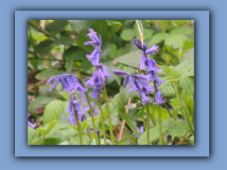 Bluebells. Hetton Park. 14th April 2024 2_Prv.jpg